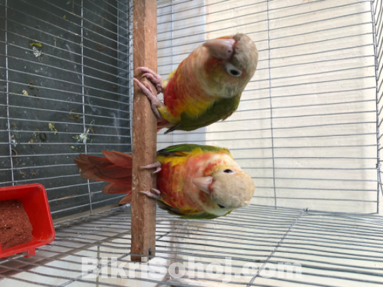 1pair pineapple conure double red factor (running pair)